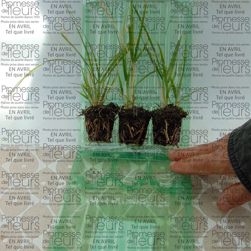 Example of Pennisetum setaceum Plug plant 3/4cm specimen as delivered