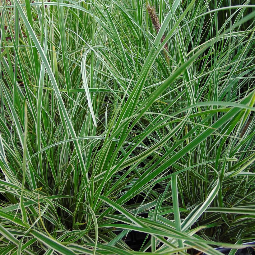 Pennisetum setaceum Skyrocket (Foliage)