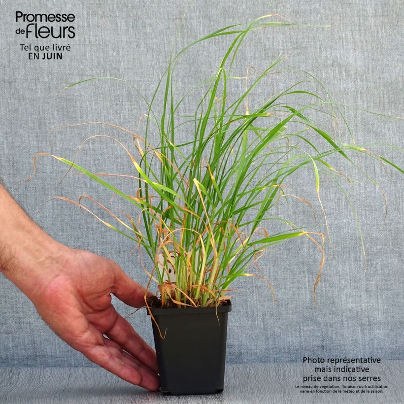 Pennisetum villosum 8/9 cm pot sample as delivered in summer