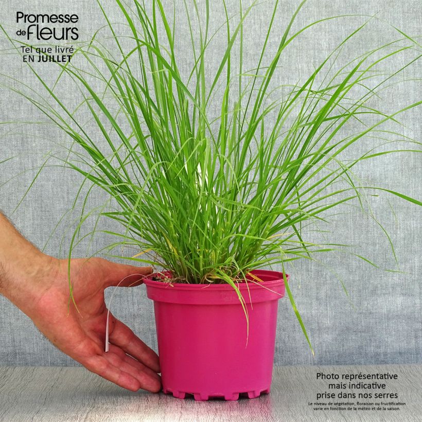 Pennisetum villosum 2L/3L pot sample as delivered in summer
