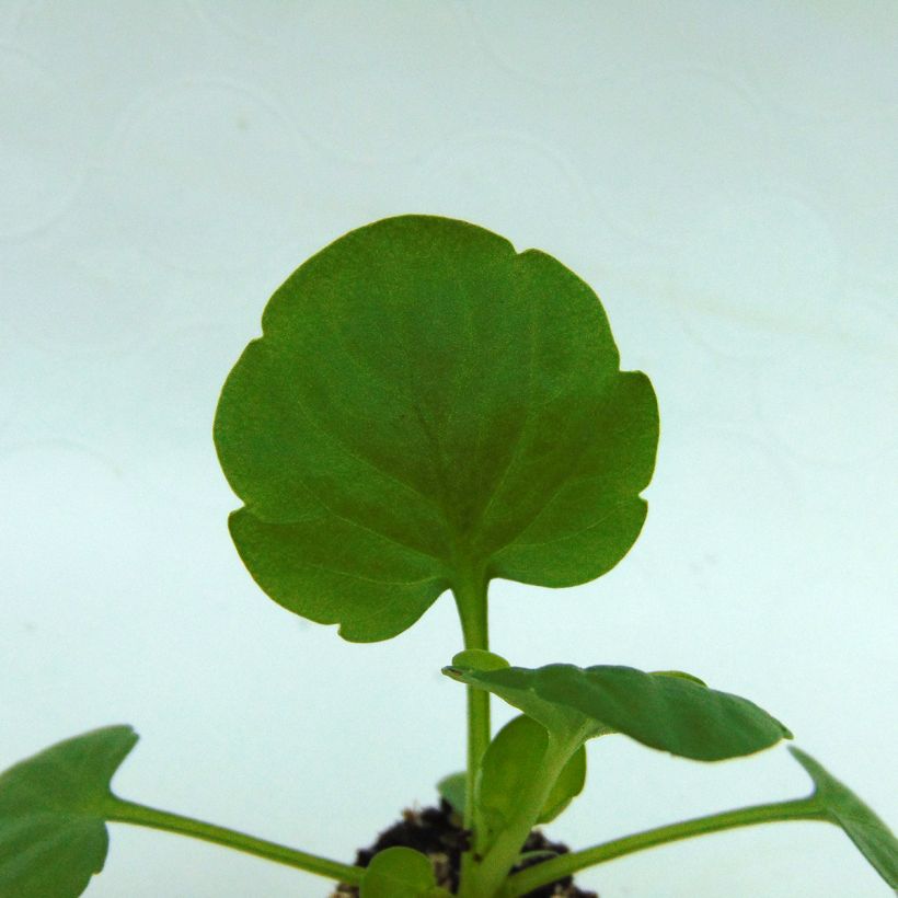 Viola hybrida Alpha F1 Moonlight (Foliage)