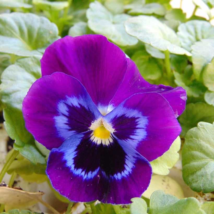 Viola hybrida Alpha F1 Moonlight (Flowering)
