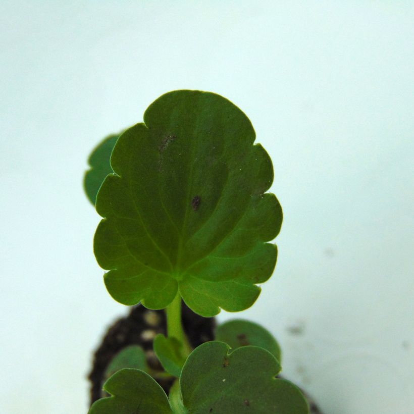 Viola hybrida Inspire F1 Orange Blotch - Pansy (Foliage)