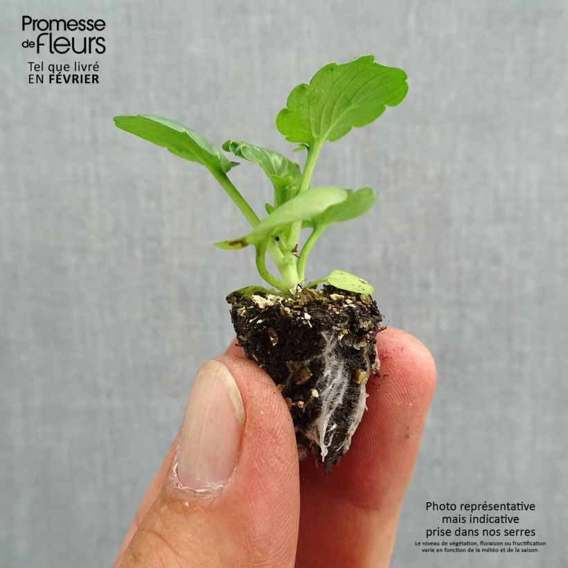 Viola wittrockiana F1 Carrera Autumn Berries- Swiss Garden Pansy Plug plant 2.2cm x 2cm - Tray of 35 sample as delivered in autumn