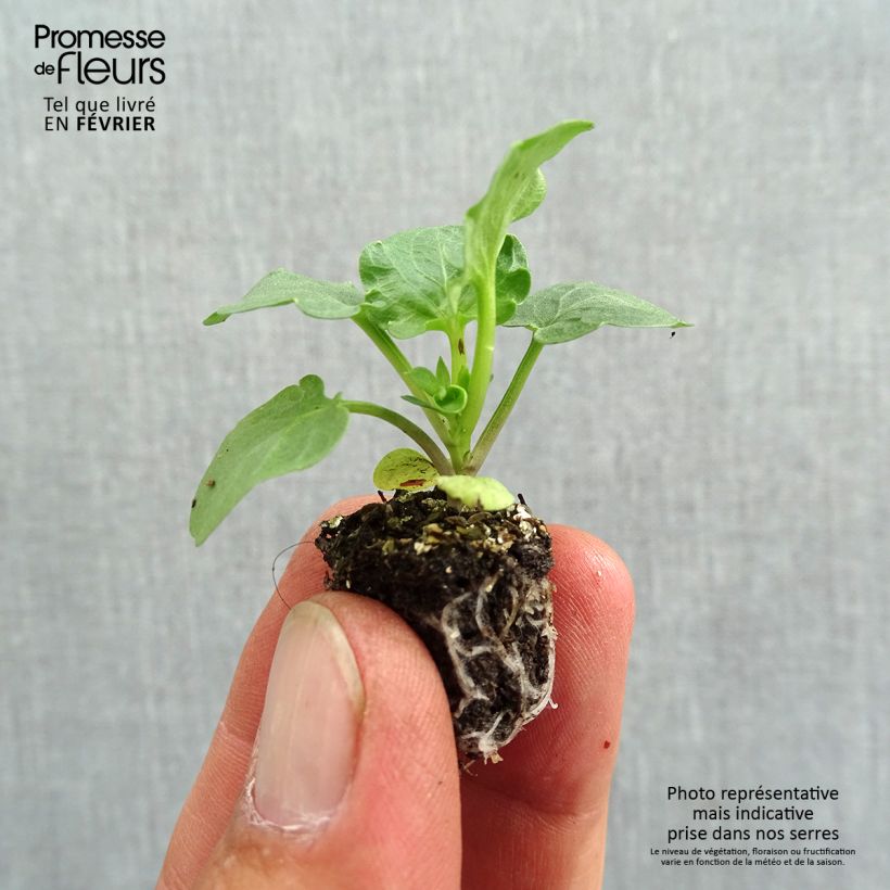 Viola wittrockiana F1 Carrera Blue Blotch plug plant- Swiss Garden Pansy Plug plant 2.2cm x 2cm - Tray of 35 sample as delivered in autumn