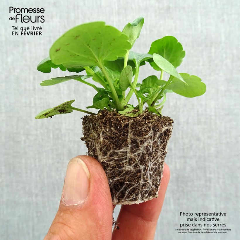 Viola wittrockiana F1 Carrera Blue Blotch plug plant- Swiss Garden Pansy Plug plants 3.8 x 3.2cm - Tray of 16 sample as delivered in autumn