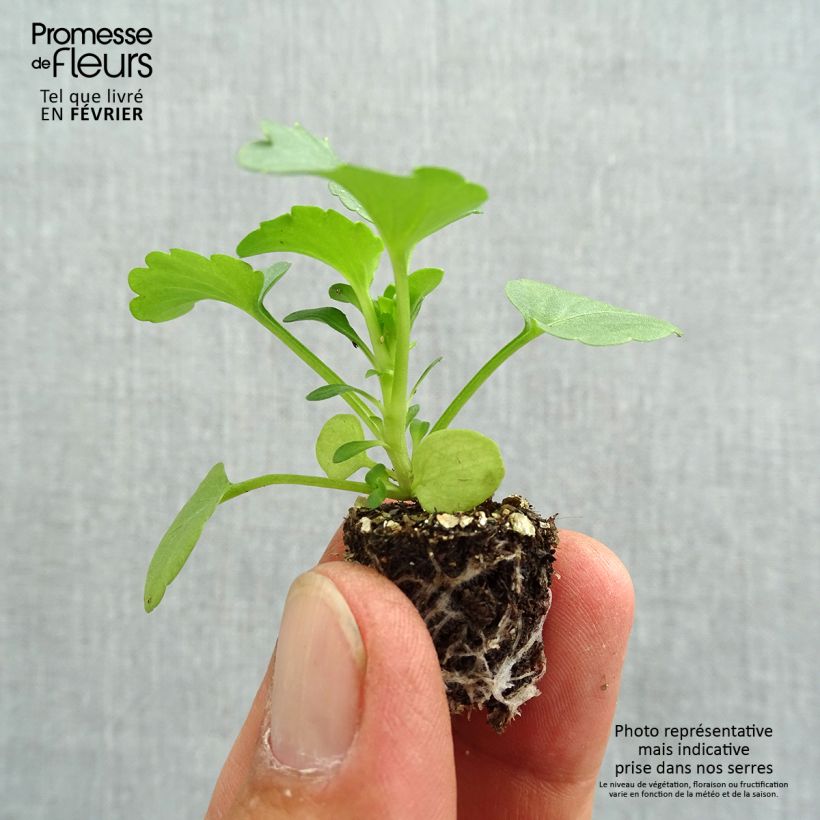 Viola wittrockiana F1 Carrera Rose Blotch- Swiss Garden Pansy Plug plant 2.2cm x 2cm - Tray of 35 sample as delivered in autumn