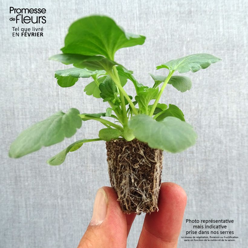 Viola wittrockiana F1 Carrera White- Swiss Garden Pansy Plug plants 3.8 x 3.2cm - Tray of 16 sample as delivered in autumn
