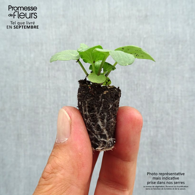 Viola x wittrockiana Cats F1 Mix - Pansy Plug plant 1.5/2.5 cm sample as delivered in autumn