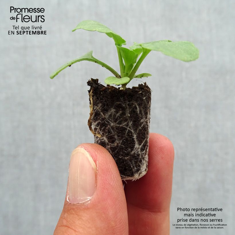 Viola hybrida Matrix F1 Cassis - Pansy Plug plant 1.5/2.5 cm sample as delivered in autumn