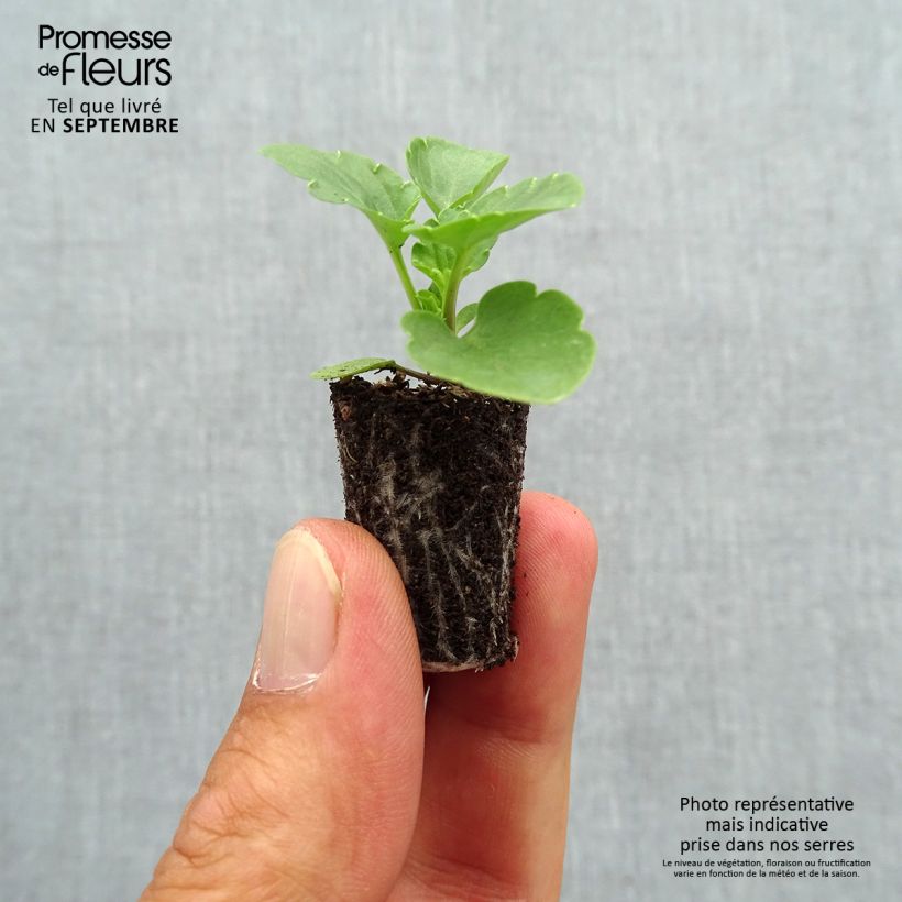 Viola x wittrockiana Matrix F1 Deep Blue Blotch - Pansy Plug plant 1.5/2.5 cm sample as delivered in autumn