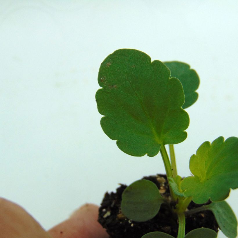 Viola hybrida Matrix F1 Yellow Blotch - Pansy (Foliage)