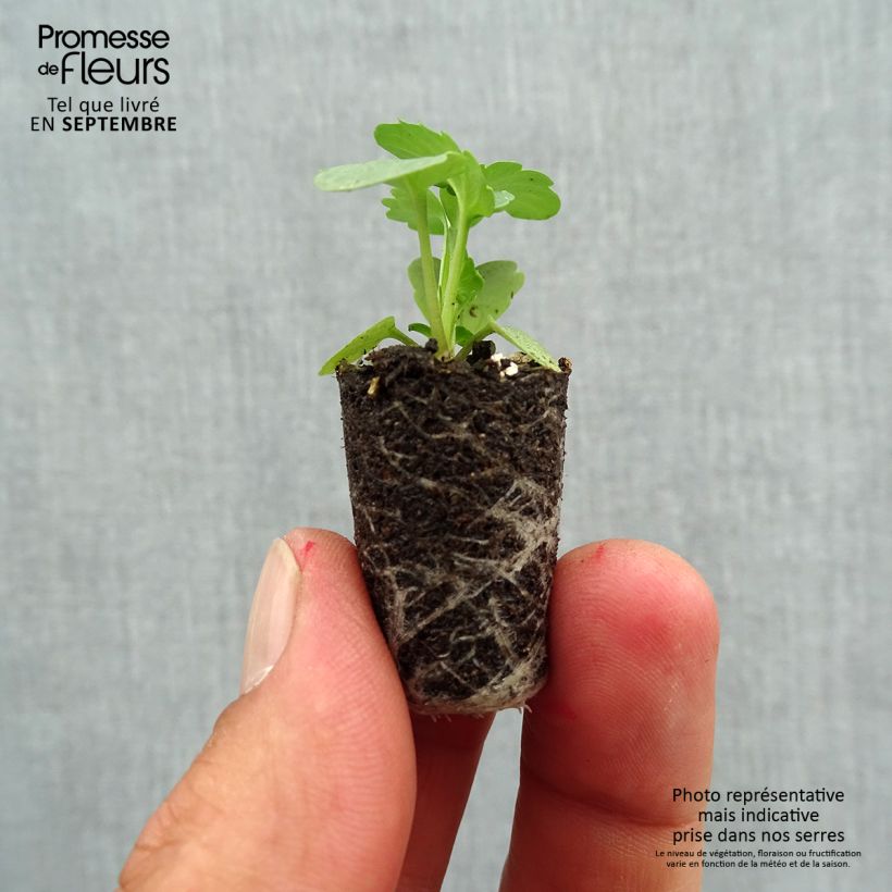 Viola hybrida Matrix F1 Yellow Blotch - Pansy Plug plant 1.5/2.5 cm sample as delivered in autumn