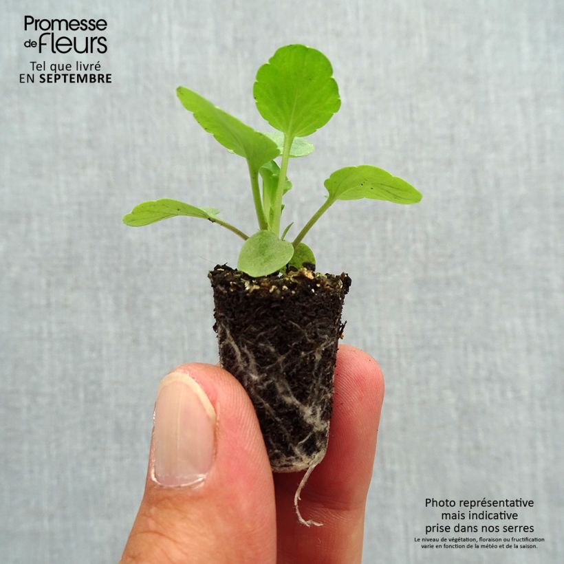 Viola hybrida Matrix F1 Lavender Shades - Pansy Plug plant 1.5/2.5 cm sample as delivered in autumn