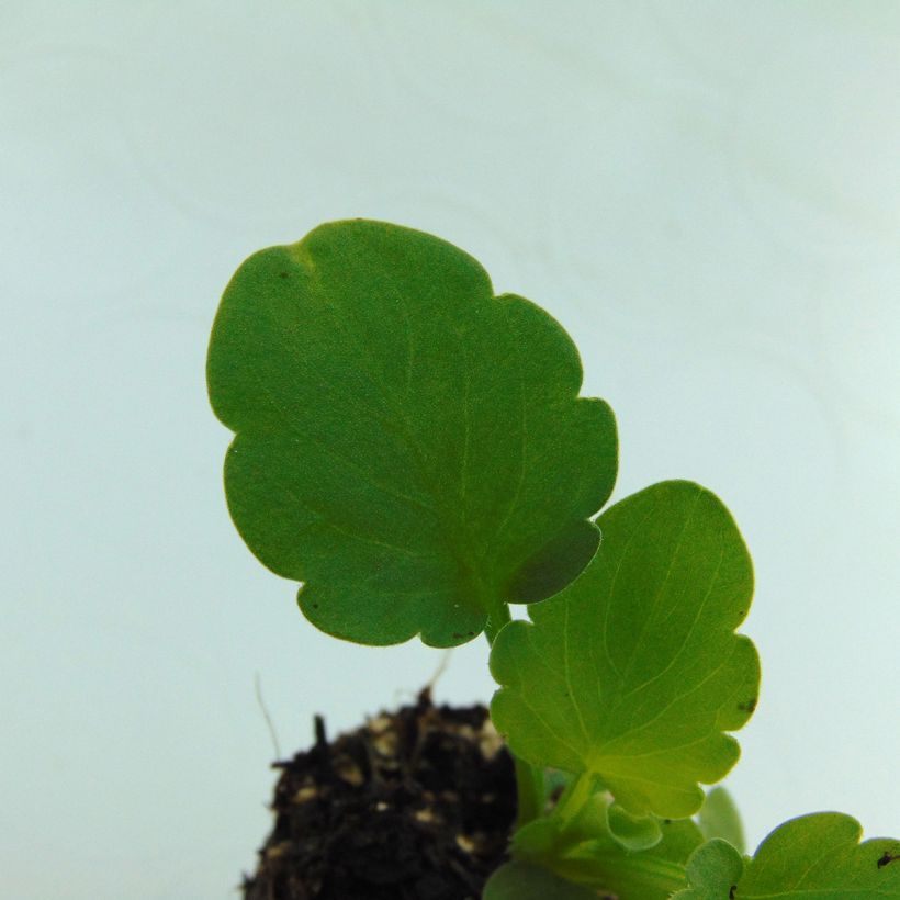 Viola hybrida Matrix F1 Lemon Clear - Pansy (Foliage)