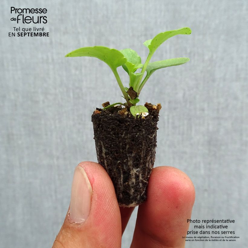 Viola hybrida Matrix F1 Lemon Clear - Pansy Plug plant 1.5/2.5 cm sample as delivered in autumn