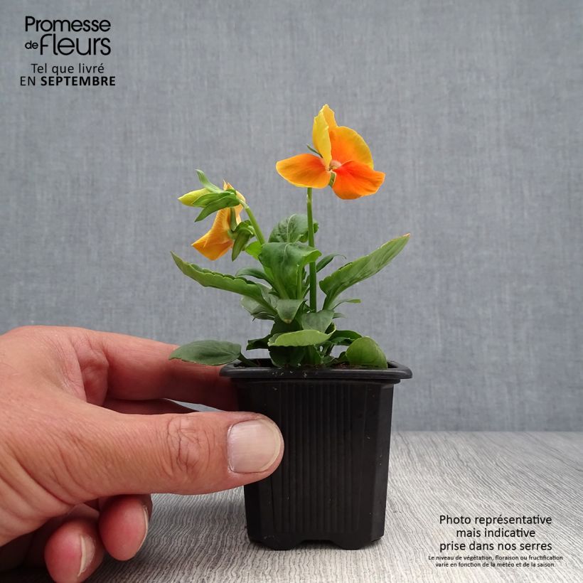 Viola hybrida Matrix F1 Orange Deep - Pansy sample as delivered in autumn