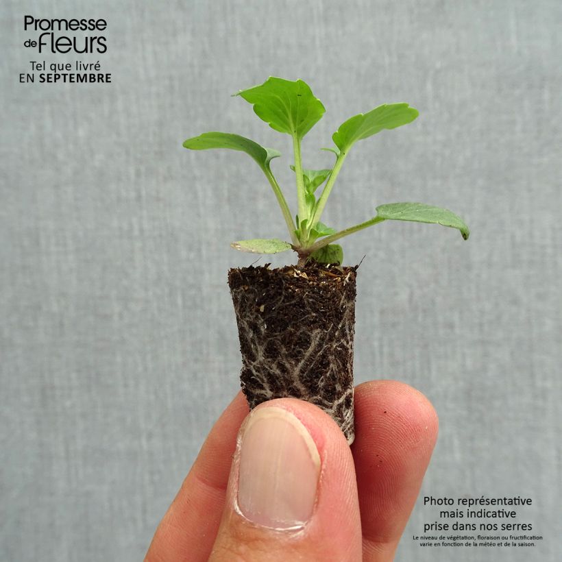 Viola hybrida Matrix F1 Orange Deep - Pansy Plug plant 1.5/2.5 cm sample as delivered in autumn