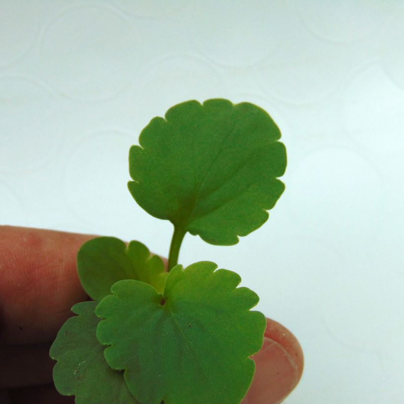 Viola Matrix Rose - Pansy (Foliage)