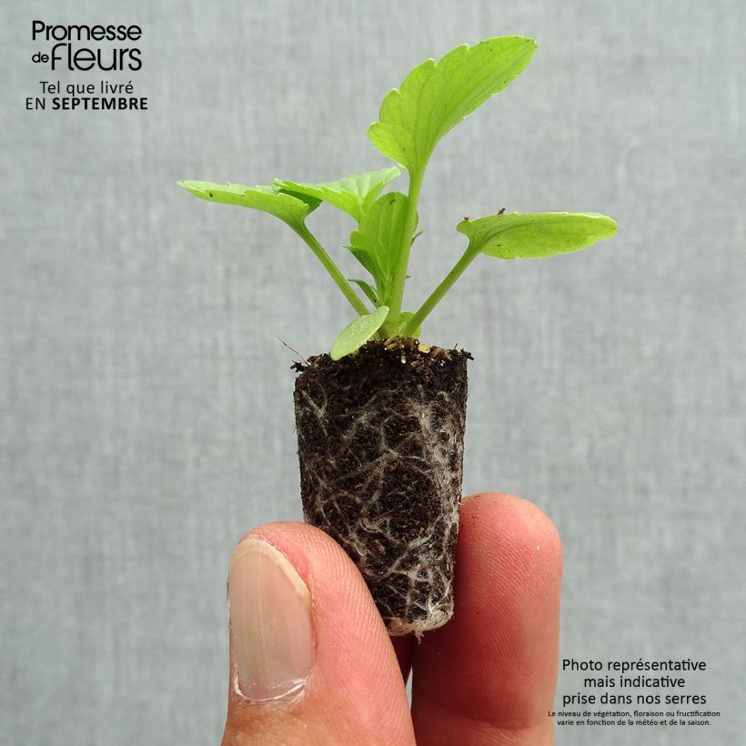Viola Matrix Rose - Pansy Plug plant 1.5/2.5 cm sample as delivered in autumn