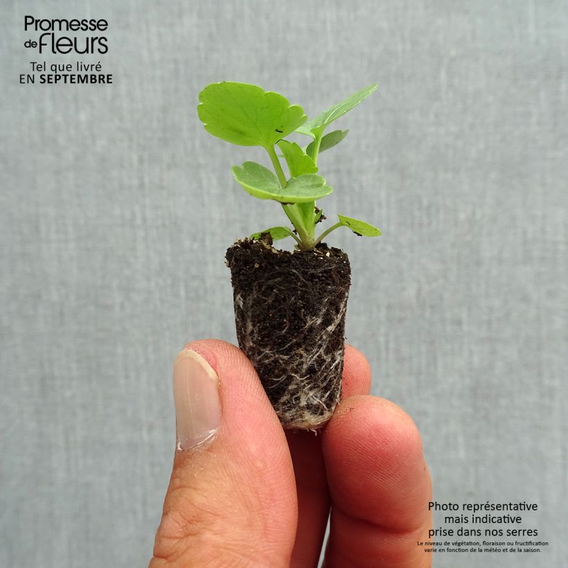 Viola hybrida Matrix F1 Solar Flare - Pansy Plug plant 1.5/2.5 cm sample as delivered in autumn