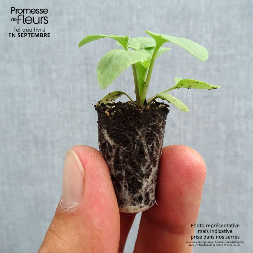 Viola Matrix White - Medium-flowered Pansy Plug plant 1.5/2.5 cm sample as delivered in autumn