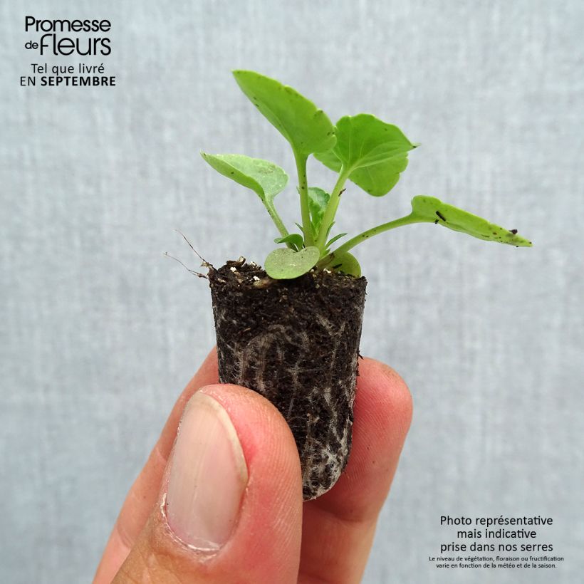 Viola Matrix Midnight Glow - Medium-flowered Pansy Plug plant 1.5/2.5 cm sample as delivered in autumn