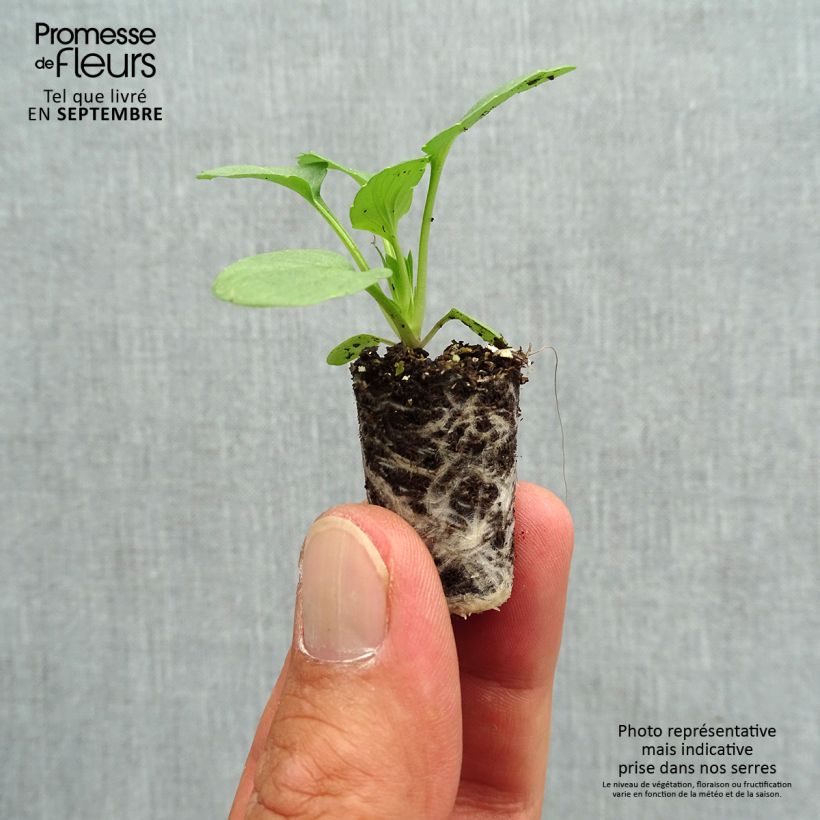 Viola hybrida Matrix F1 Sangria - Pansy Plug plant 1.5/2.5 cm sample as delivered in autumn