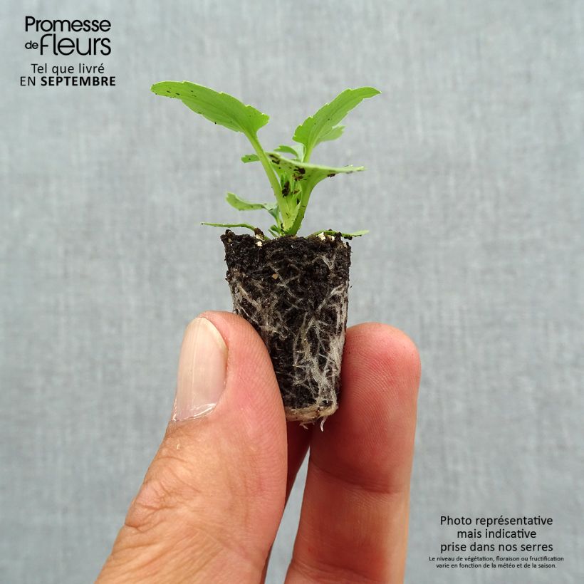 Viola wittrockiana Ultima Radiance F1 Mix- Swiss Garden Pansy Plug plant 1.5/2.5 cm sample as delivered in autumn