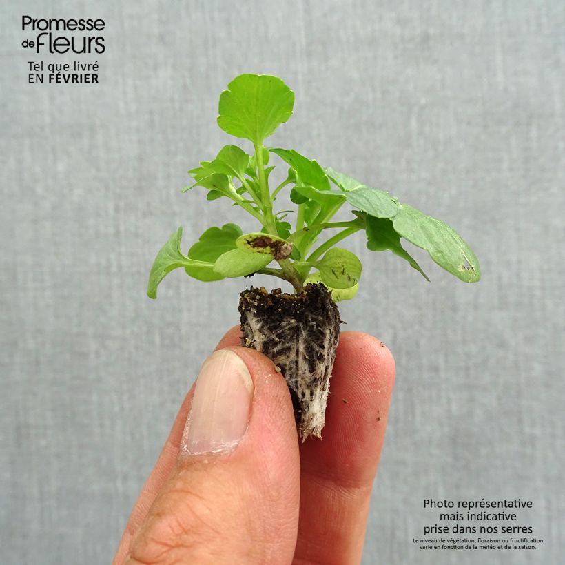 Viola wittrockiana F1 Farandole- Swiss Garden Pansy Plug plant 2.2cm x 2cm - Tray of 35 sample as delivered in autumn