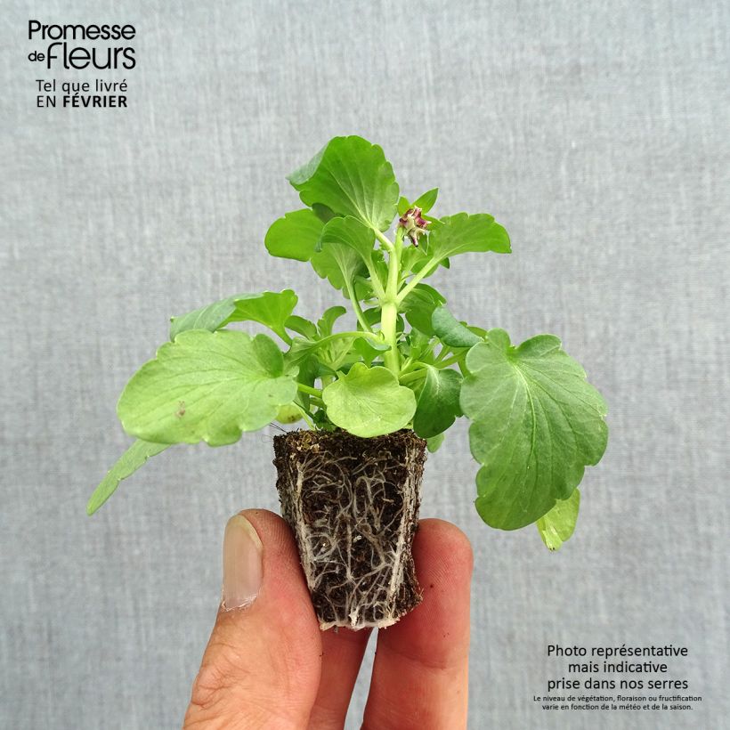 Viola wittrockiana F1 Farandole- Swiss Garden Pansy Plug plants 3.8 x 3.2cm - Tray of 16 sample as delivered in autumn