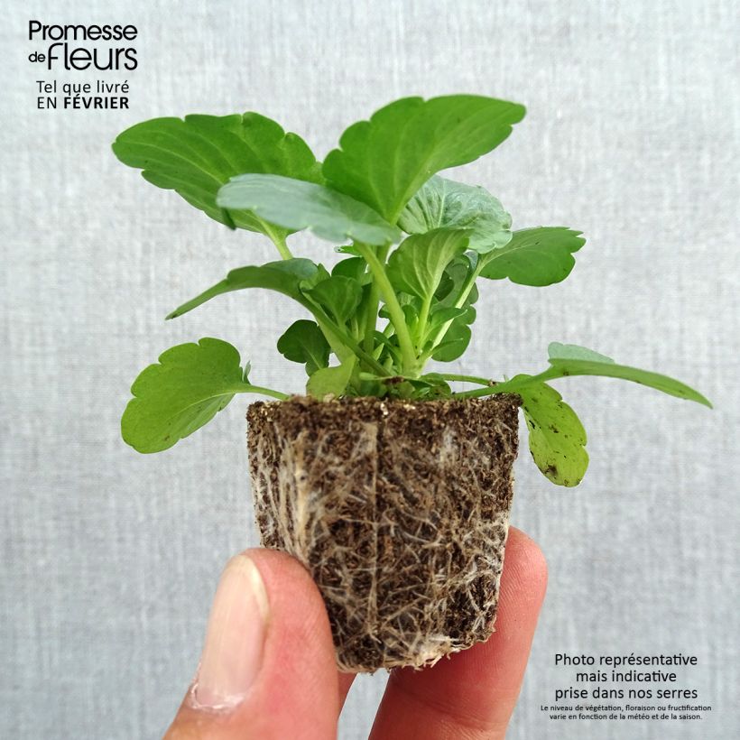 Large-flowered pansy Raviola Pure Lemon - plug plant Plug plants 3.8 x 3.2cm - Tray of 16 sample as delivered in autumn