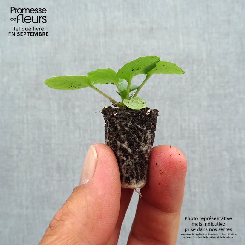 Viola x wittrockiana Goliath F1 Mix - Pansy Plug plant 1.5/2.5 cm sample as delivered in autumn