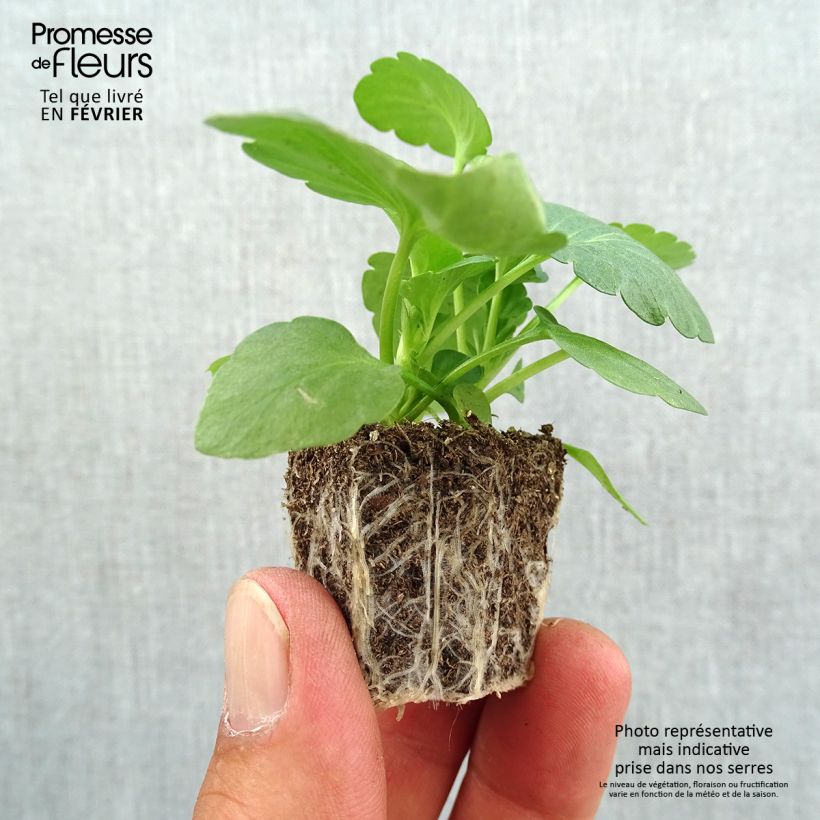 Viola wittrockiana Hercule F1 Mix- Swiss Garden Pansy Plug plants 3.8 x 3.2cm - Tray of 16 sample as delivered in autumn