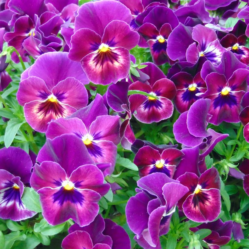 Viola Cool Wave Raspberry - Medium-flowered Pansy (Flowering)