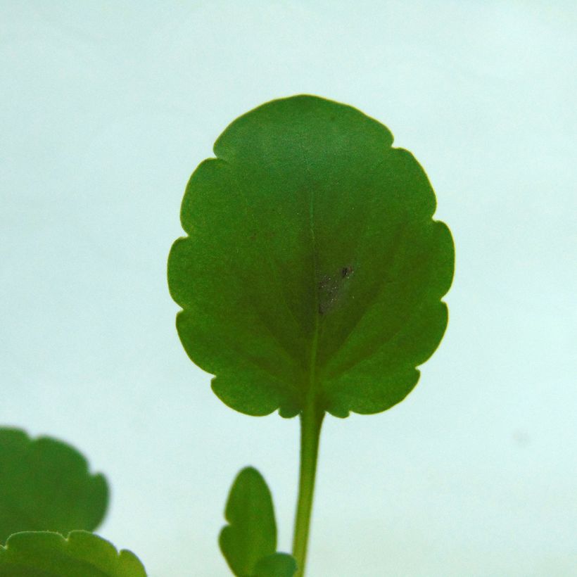 Viola x wittrockiana Cool Wave Blue Skies - Pansy (Foliage)