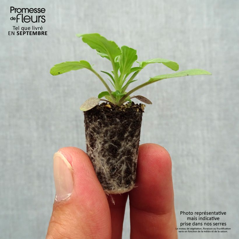 Viola x wittrockiana Cool Wave Blue Skies - Pansy Plug plant 1.5/2.5 cm sample as delivered in autumn