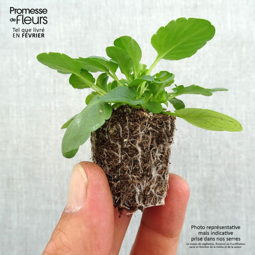Trailing Pansy Cool Wave Golden Yellow plug plants Plug plants 3.8 x 3.2cm - Tray of 16 sample as delivered in autumn