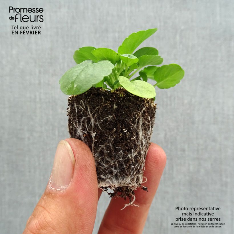 Viola wittrockiana Cool Wave Lemon- Swiss Garden Pansy Plug plants 3.8 x 3.2cm - Tray of 16 sample as delivered in autumn