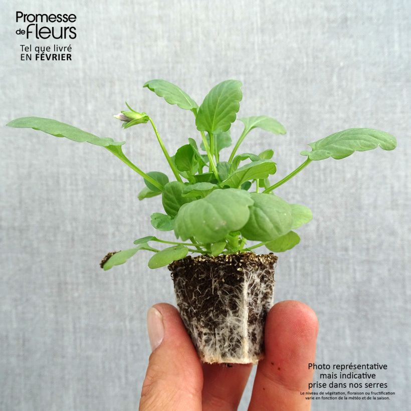 Viola wittrockiana Cool Wave Mélange- Swiss Garden Pansy Plug plants 3.8 x 3.2cm - Tray of 16 sample as delivered in autumn