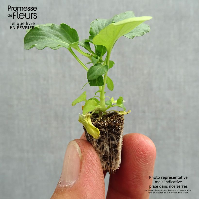 Viola hybrida Cool Wave Morpho - Pansy Plug plant 2.2cm x 2cm - Tray of 35 sample as delivered in autumn