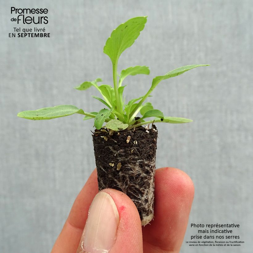Viola wittrockiana Cool Wave Purple Wing- Swiss Garden Pansy Plug plant 1.5/2.5 cm sample as delivered in autumn