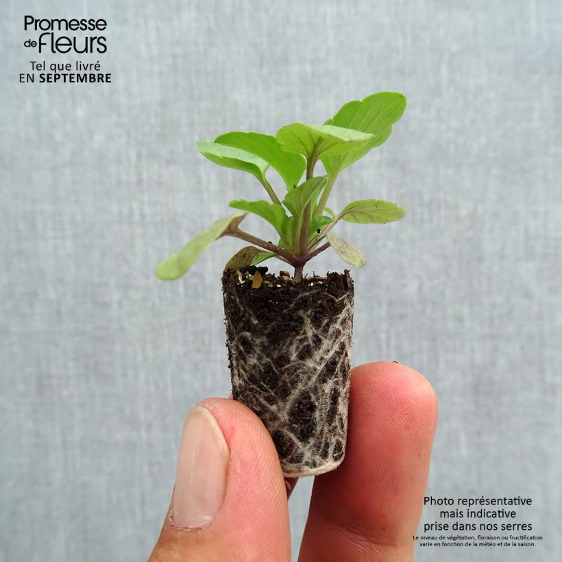 Viola Cool Wave Raspberry - Medium-flowered Pansy Plug plant 1.5/2.5 cm sample as delivered in autumn
