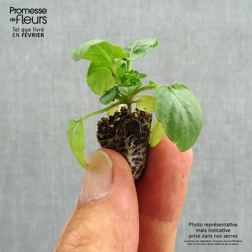 Trailing Pansy Cool Wave White plug plant Plug plant 2.2cm x 2cm - Tray of 35 sample as delivered in autumn