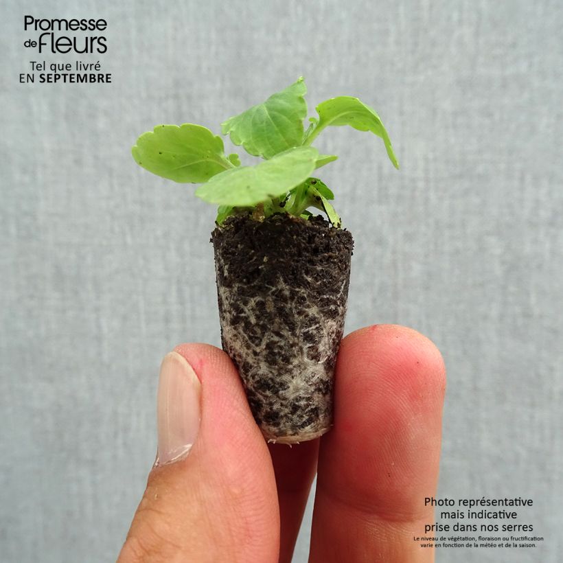 Trailing Pansy Cool Wave White plug plant Plug plant 1.5/2.5 cm sample as delivered in autumn