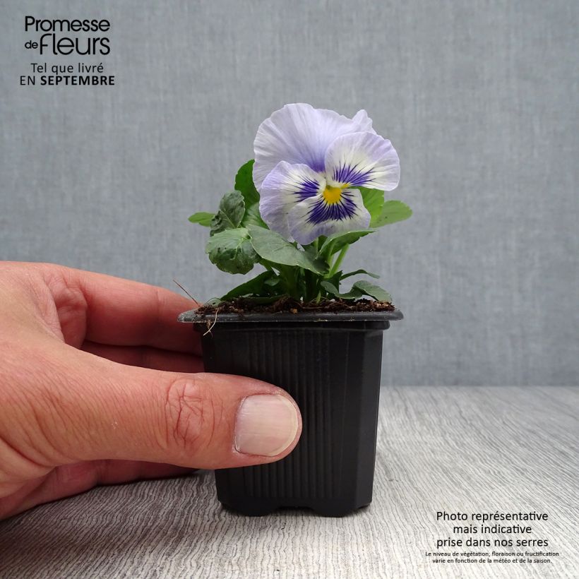 Viola wittrockiana Prim Up Ocean Mix 7/8 cm pot sample as delivered in autumn