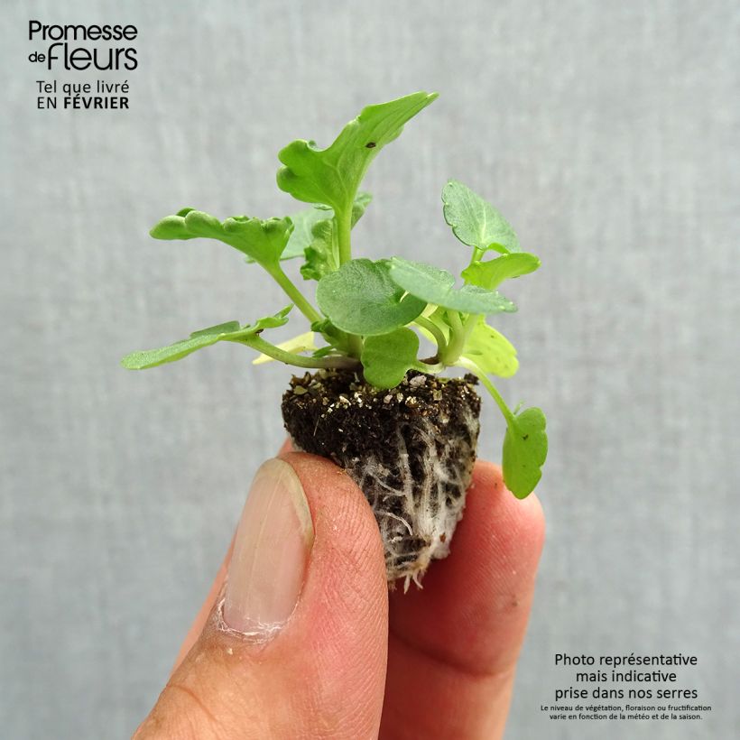 Viola wittrockiana Prim Up Ocean Mix Plug plant 2.2cm x 2cm - Tray of 35 sample as delivered in autumn