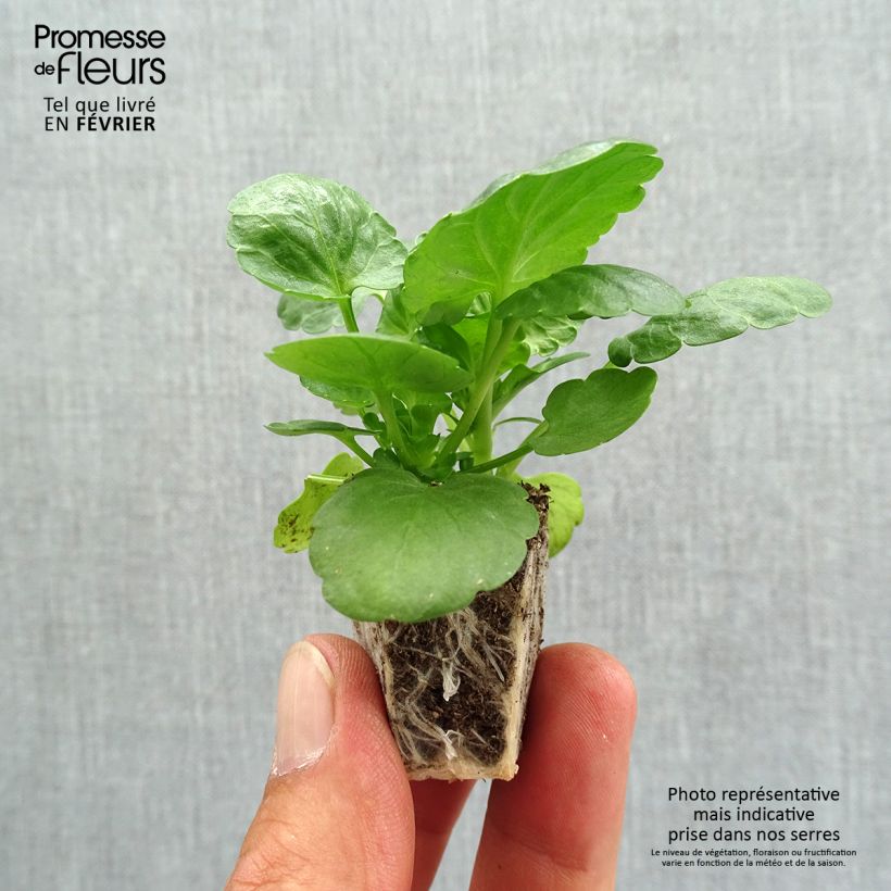 Viola wittrockiana Prim Up Ocean Mix Plug plants 3.8 x 3.2cm - Tray of 16 sample as delivered in autumn