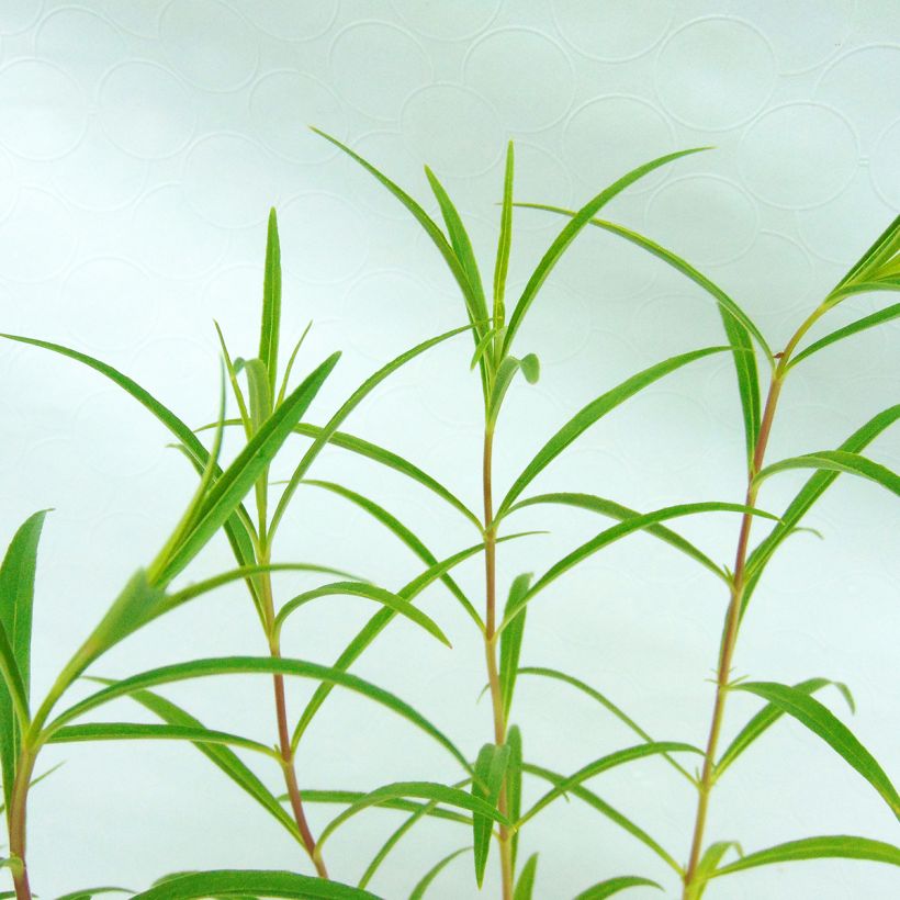 Penstemon Apple Blossom - Beardtongue (Foliage)