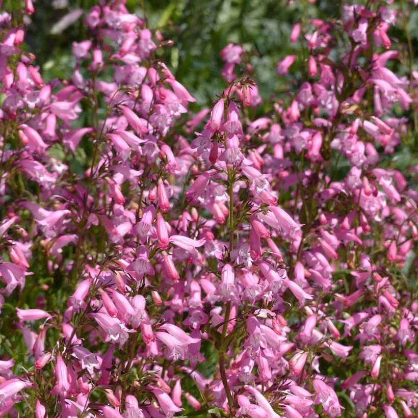 Penstemon hybrida Evelyn - Beardtongue (Flowering)
